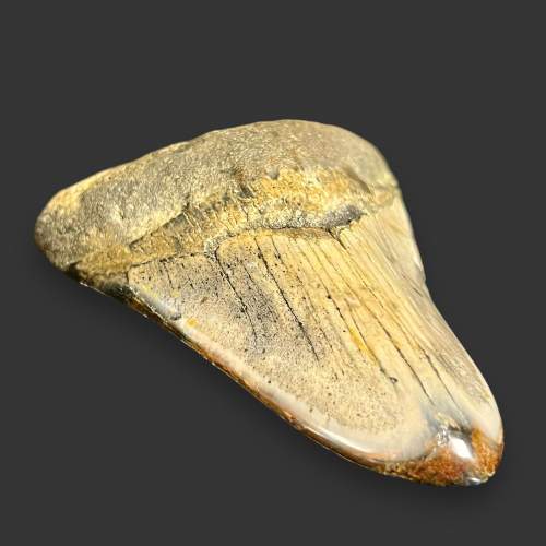 Fossilised Megalodon Shark Tooth image-3