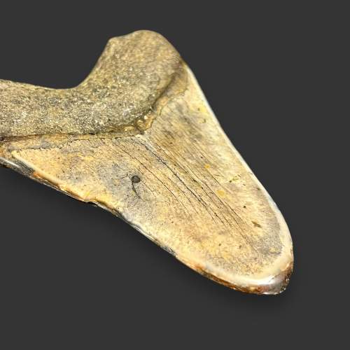 Fossilised Megalodon Shark Tooth image-4