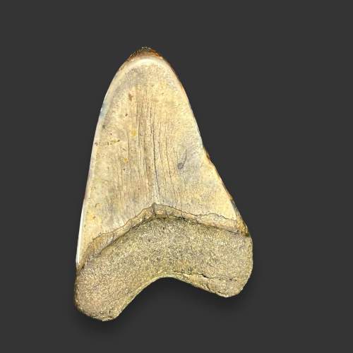 Fossilised Megalodon Shark Tooth image-5