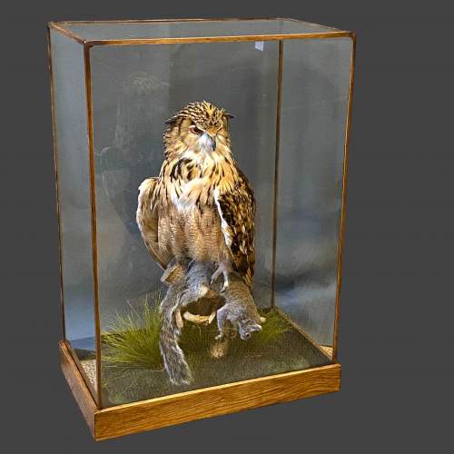 Bengal Eagle Owl clasping a Grey Squirrel Taxidermy image-1