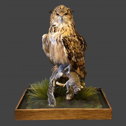 Bengal Eagle Owl clasping a Grey Squirrel Taxidermy image-2