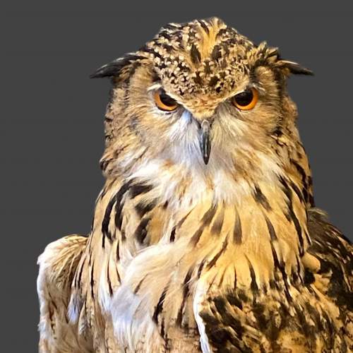 Bengal Eagle Owl clasping a Grey Squirrel Taxidermy image-3