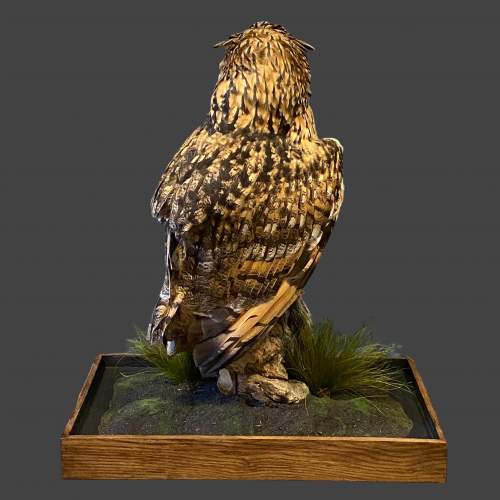 Bengal Eagle Owl clasping a Grey Squirrel Taxidermy image-5