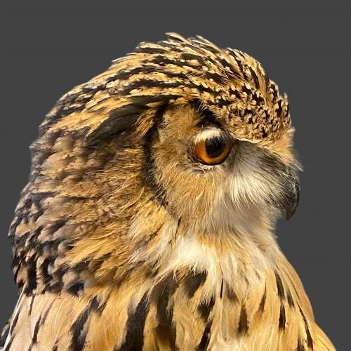 Bengal Eagle Owl clasping a Grey Squirrel Taxidermy image-6