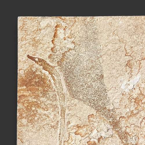 Rare Fossilised Pipefish Specimen image-3