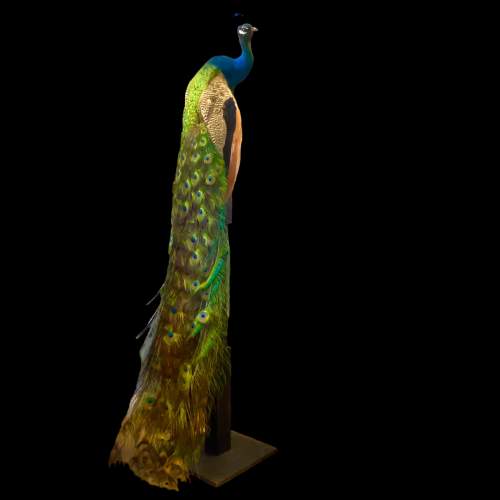 Indian Peacock Taxidermy Perched on a Stand image-1