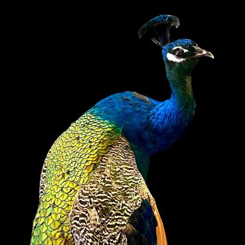 Indian Peacock Taxidermy Perched on a Stand image-2