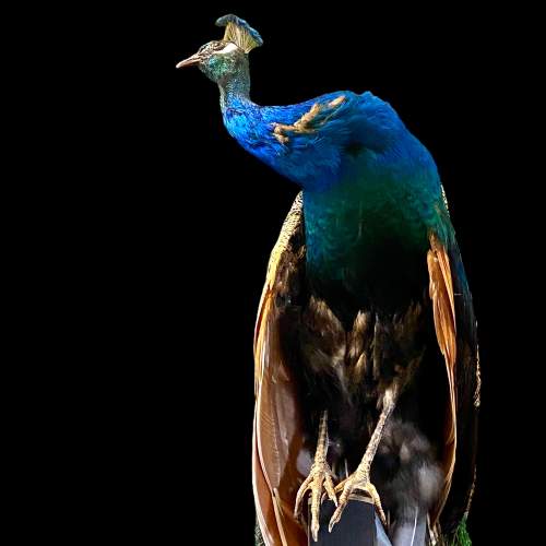 Indian Peacock Taxidermy Perched on a Stand image-3