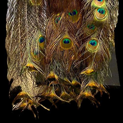 Indian Peacock Taxidermy Perched on a Stand image-4