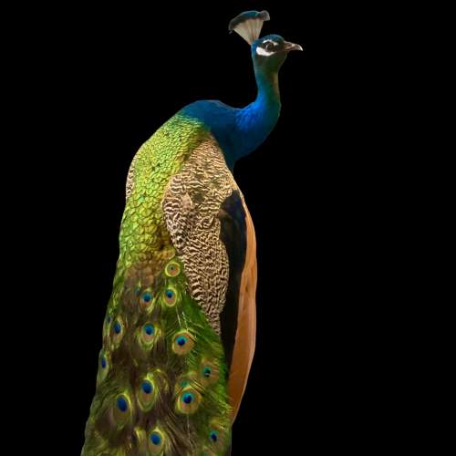 Indian Peacock Taxidermy Perched on a Stand image-6