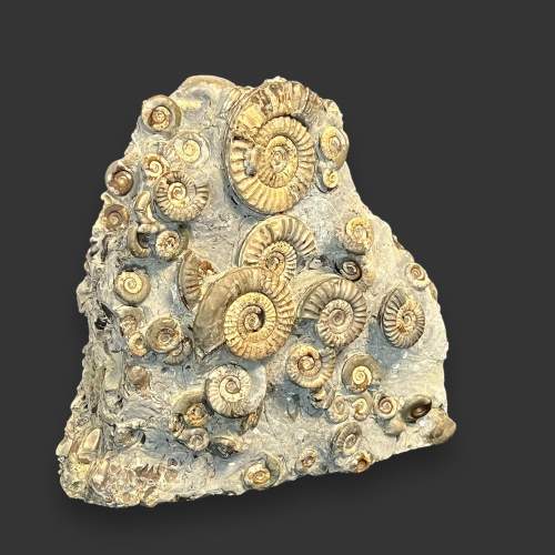 Museum Grade Ammonite Cluster Specimen image-1