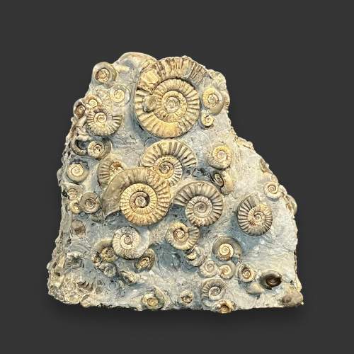 Museum Grade Ammonite Cluster Specimen image-2