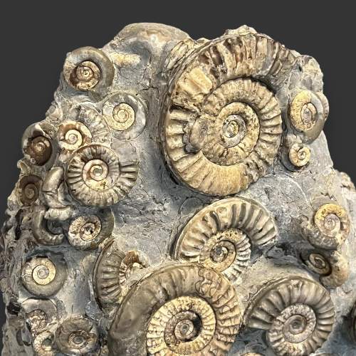 Museum Grade Ammonite Cluster Specimen image-3