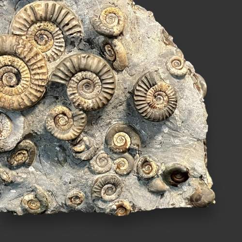 Museum Grade Ammonite Cluster Specimen image-4