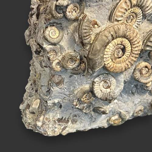 Museum Grade Ammonite Cluster Specimen image-5