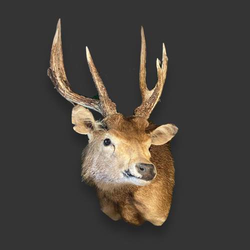 Australian Feral Rusa Deer Adult Shoulder image-1