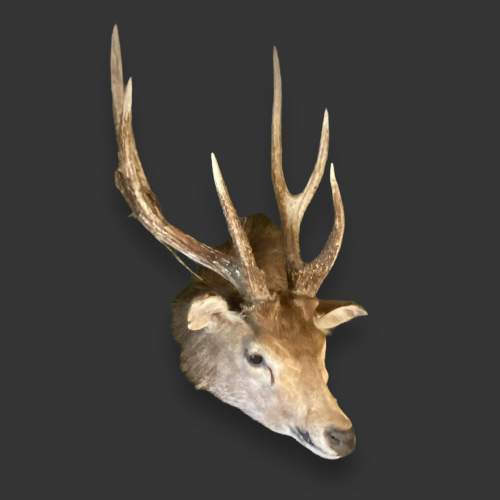 Australian Feral Rusa Deer Adult Shoulder image-2