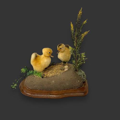 Pair of Taxidermy Ducklings image-1