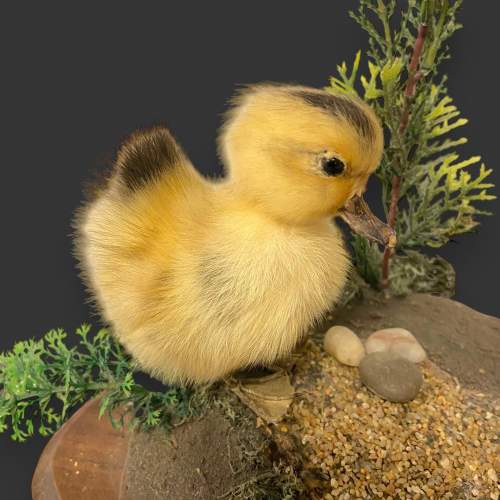 Pair of Taxidermy Ducklings image-2