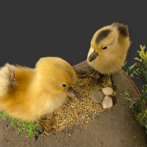 Pair of Taxidermy Ducklings image-3