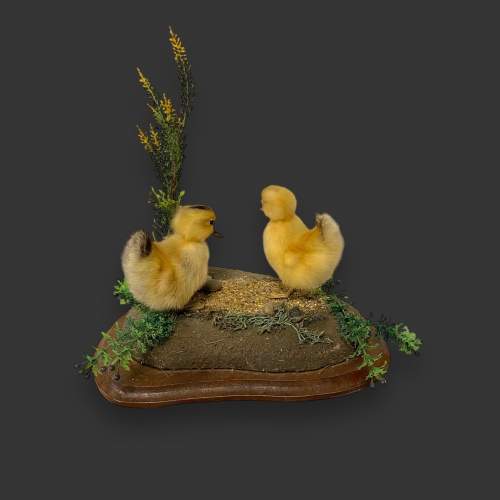 Pair of Taxidermy Ducklings image-4