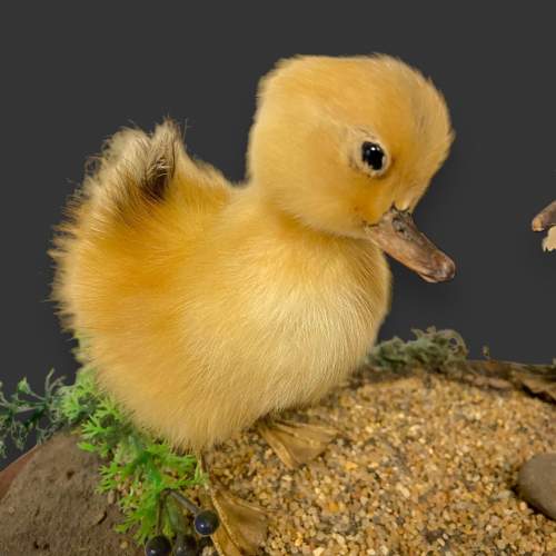 Pair of Taxidermy Ducklings image-5