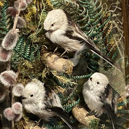 Exquisite Display of Three Adult European Long Tailed Tits image-3