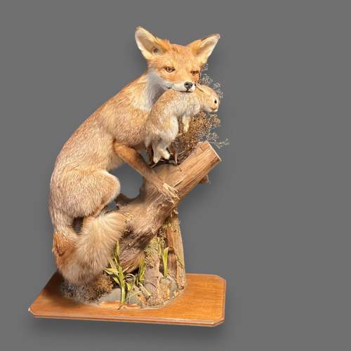 Large Taxidermy Fox with Young Rabbit in Mouth image-2