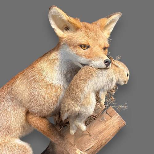 Large Taxidermy Fox with Young Rabbit in Mouth image-3