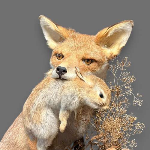 Large Taxidermy Fox with Young Rabbit in Mouth image-4