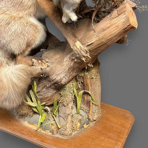 Large Taxidermy Fox with Young Rabbit in Mouth image-5