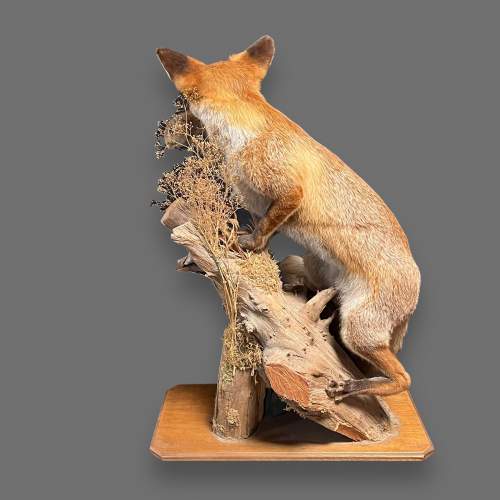 Large Taxidermy Fox with Young Rabbit in Mouth image-6