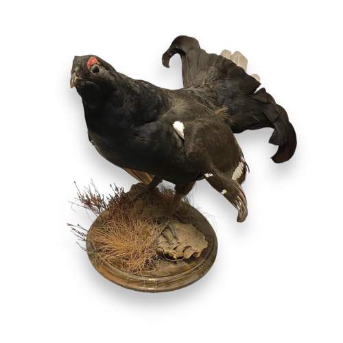 Taxidermy Black Grouse image-1