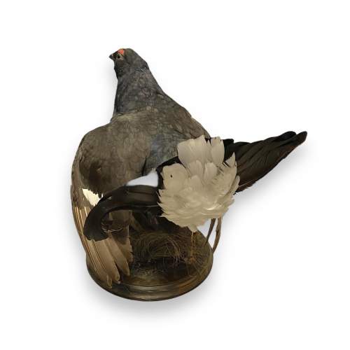 Taxidermy Black Grouse image-2