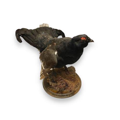 Taxidermy Black Grouse image-3