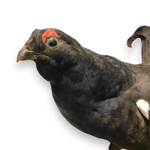 Taxidermy Black Grouse image-4